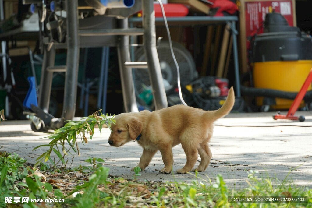 金毛犬叼綠植玩耍