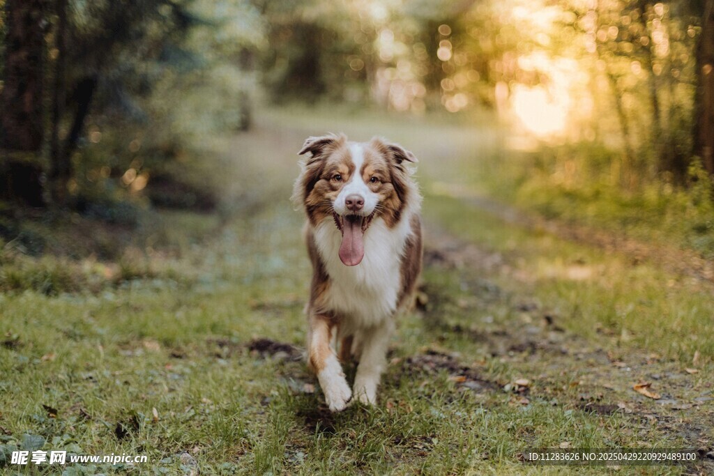 陽光下漫步的澳洲牧羊犬