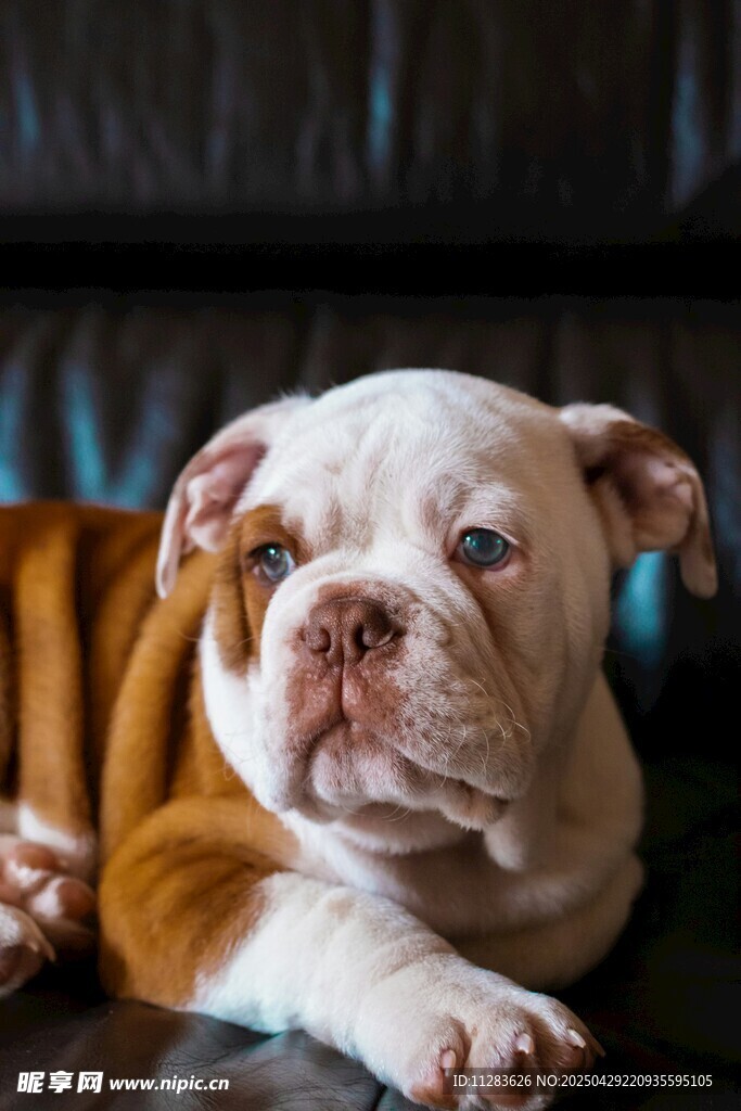 可愛斗牛犬趴臥模樣