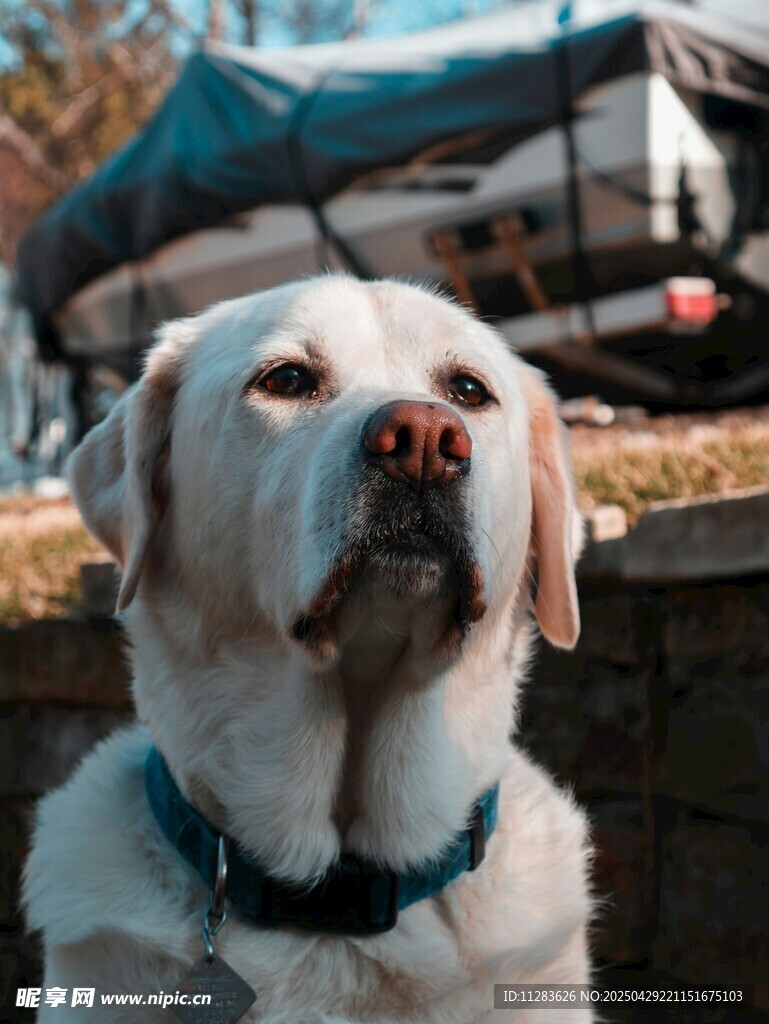 岸邊的可愛拉布拉多犬