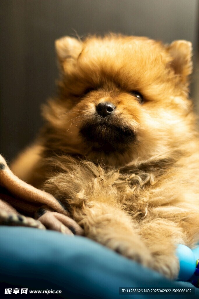 可愛博美犬愜意被撫摸