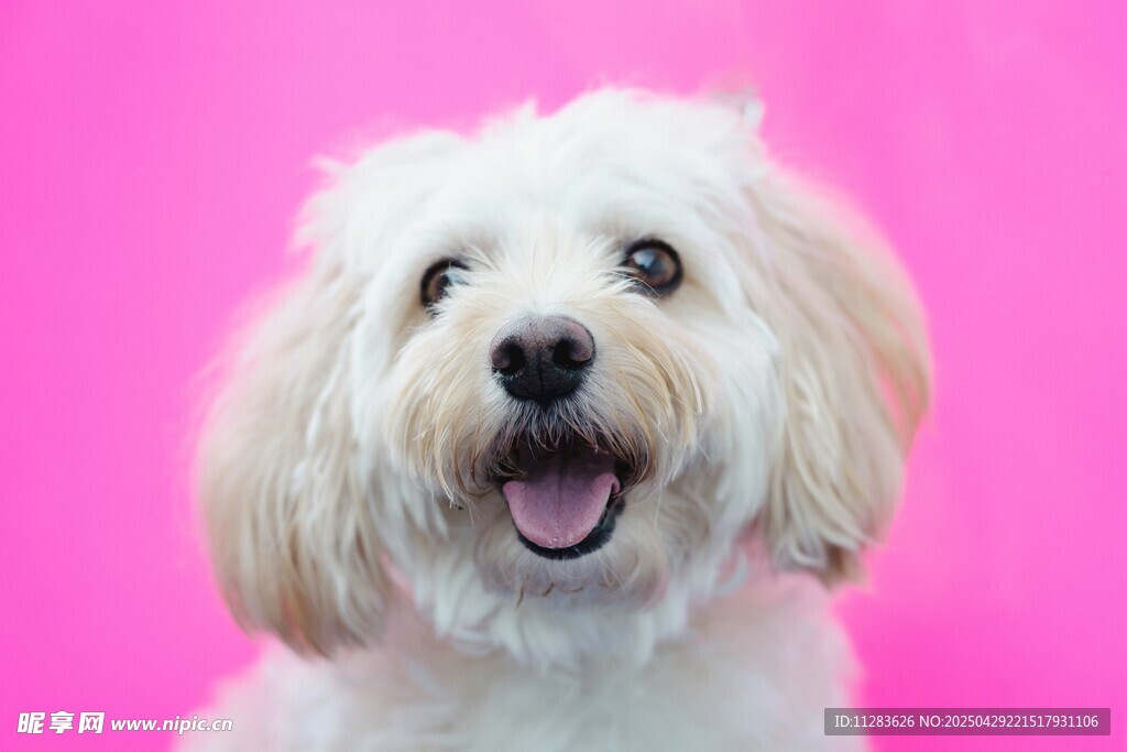 粉色背景下的可愛白毛犬