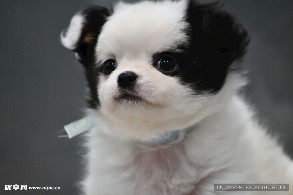 黑白萌犬特寫