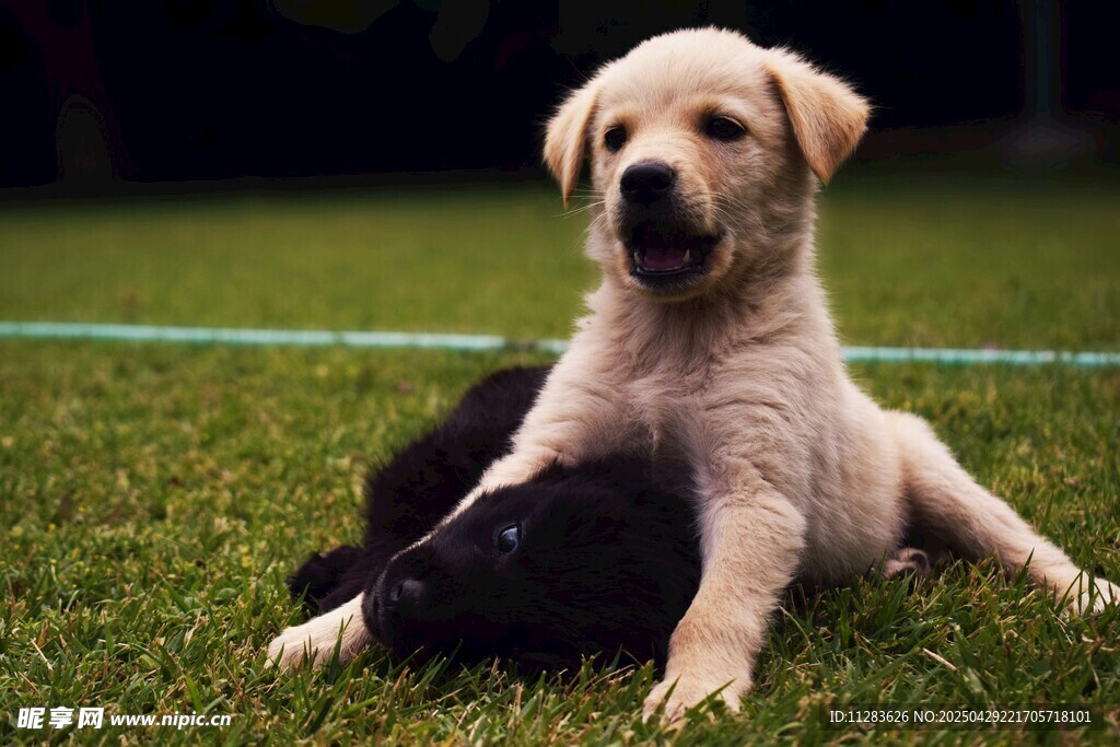 草地上的可愛拉布拉多幼犬