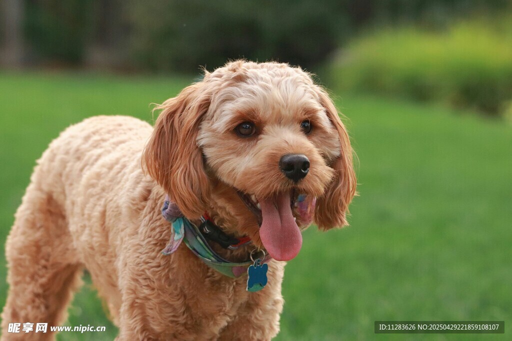 可愛卷毛犬在草地上吐舌