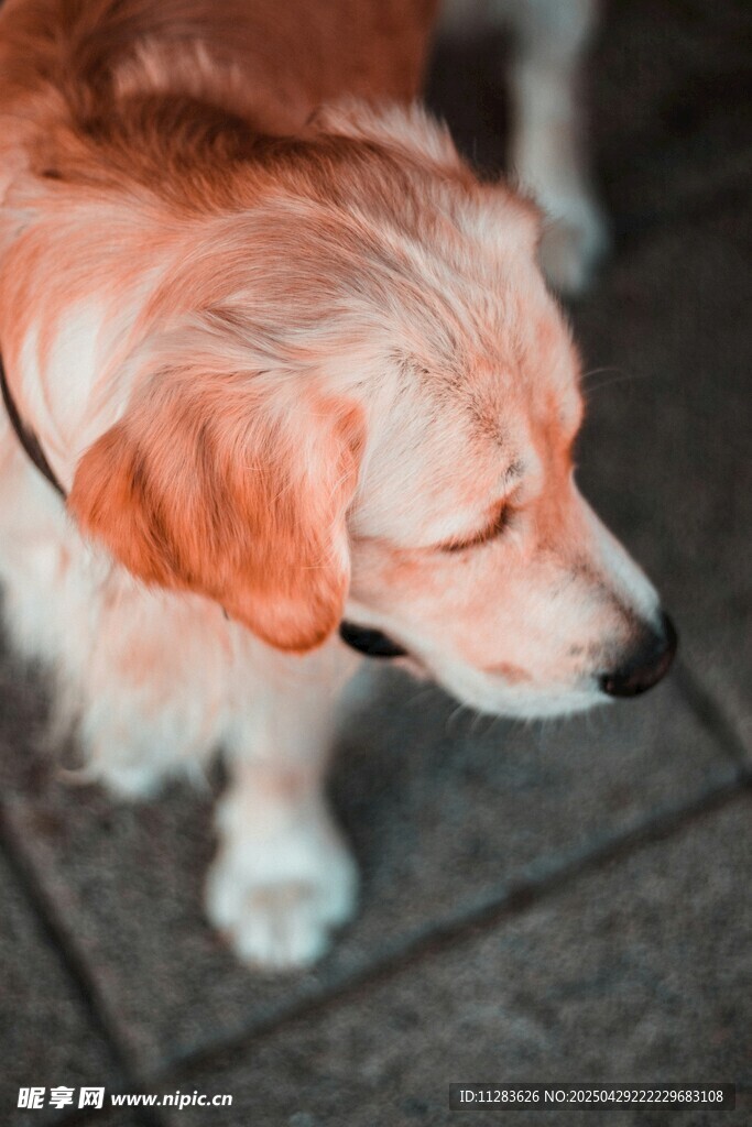 可愛金毛犬的低頭瞬間