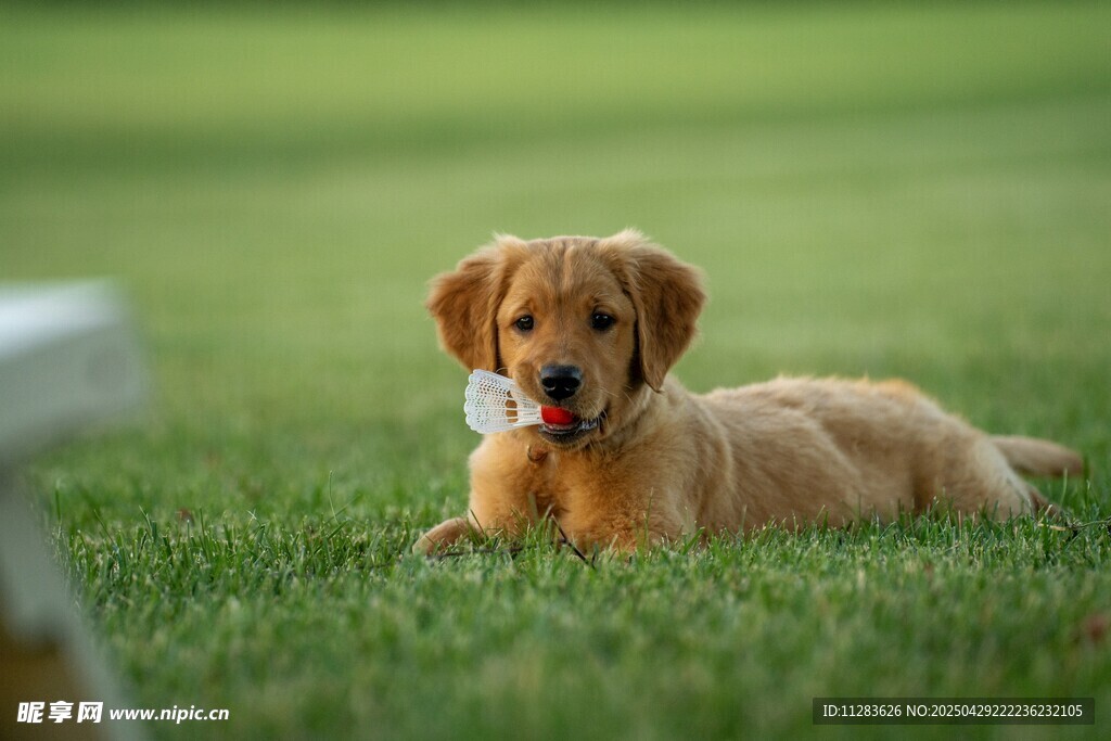 草地上的可愛金毛犬
