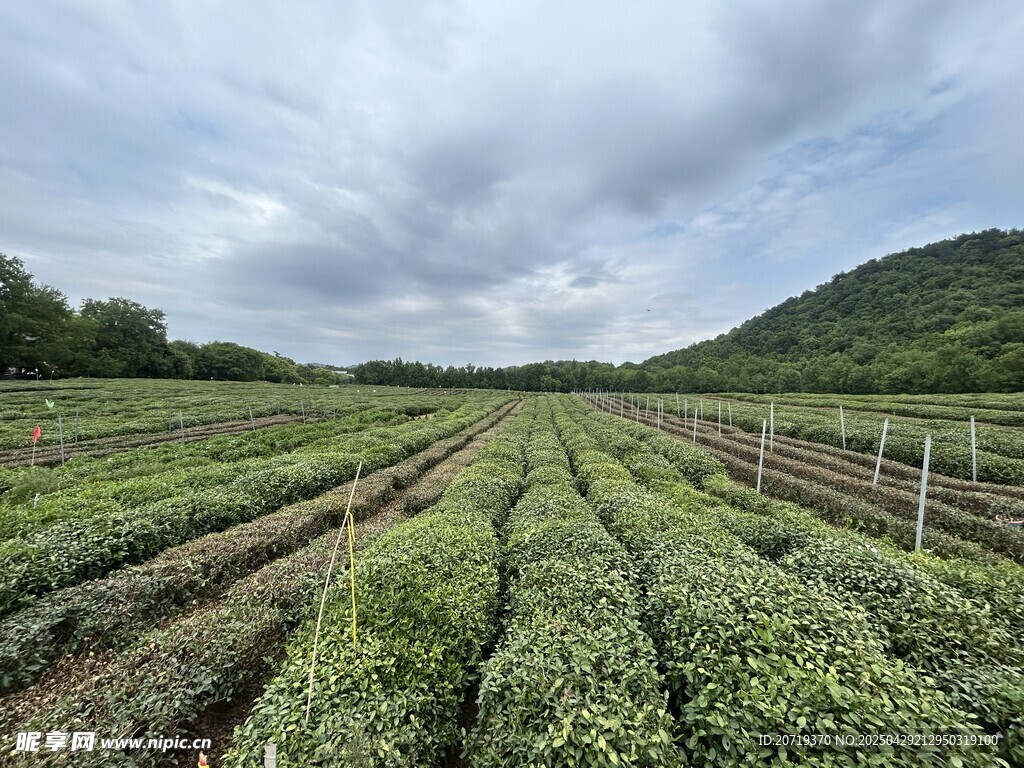 龍井茶