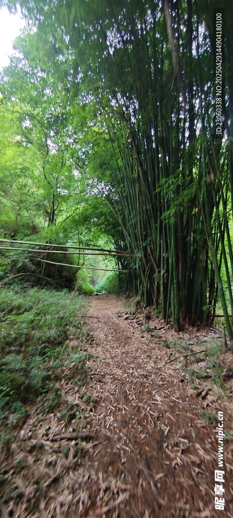 林間小徑漫步于翠綠竹林