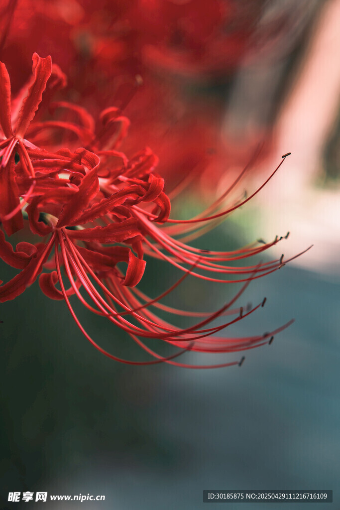 曼珠沙華 彼岸花