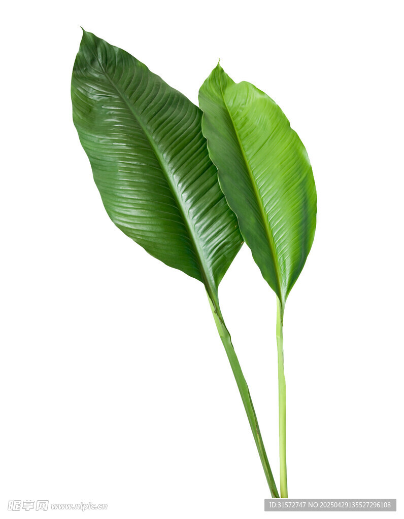 植物葉片