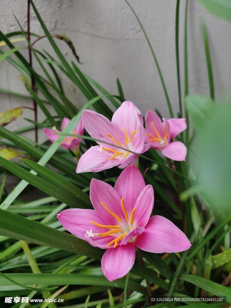 風雨蘭