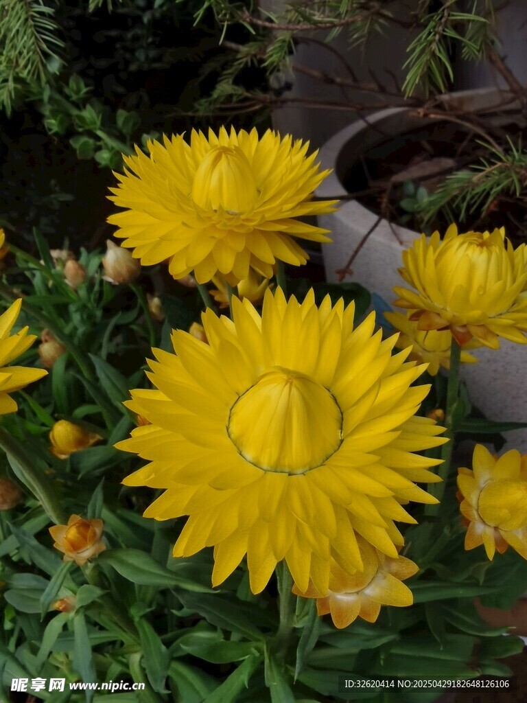 麥稈菊