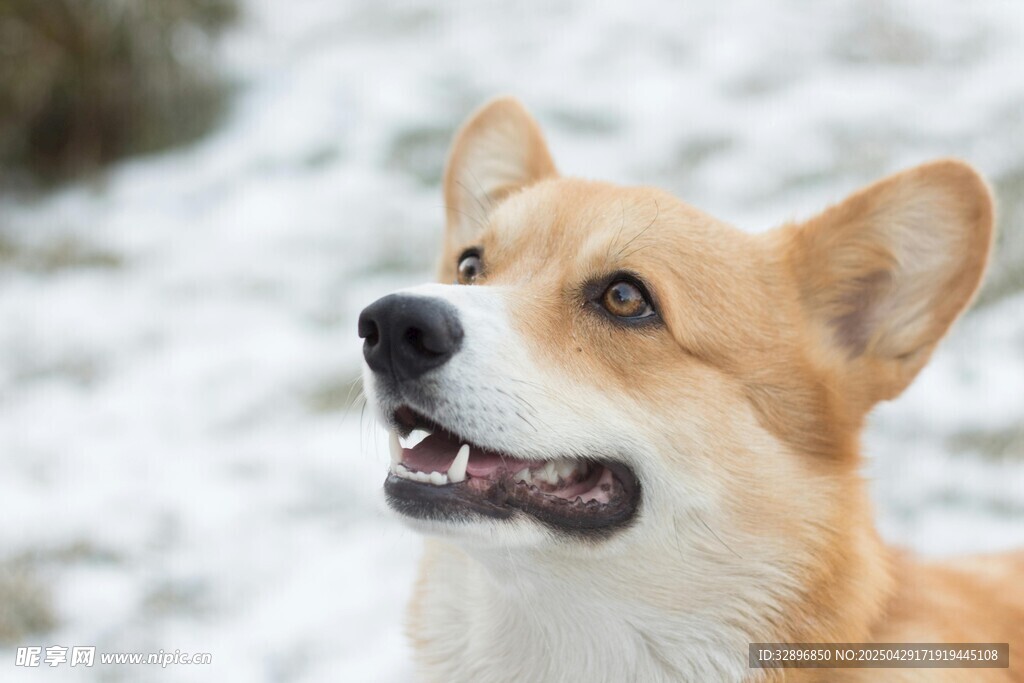 雪地中的可愛(ài)柯基犬