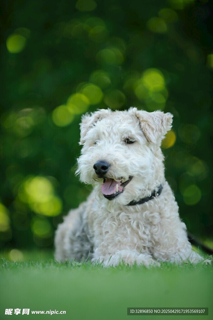 可愛白犬愜意趴于草地