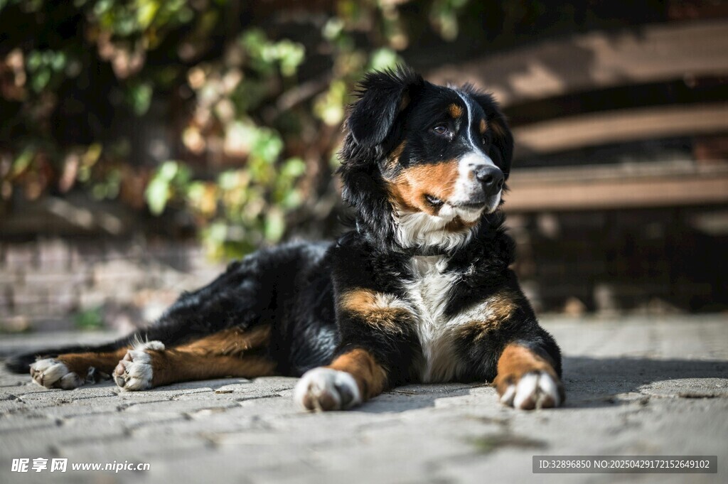 趴著的三色伯恩山犬