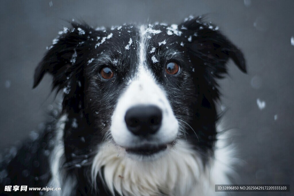 雪中邊牧