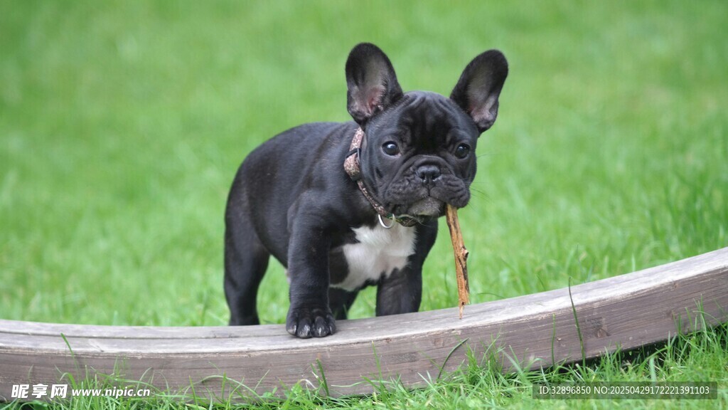 草地上的法國斗牛幼犬