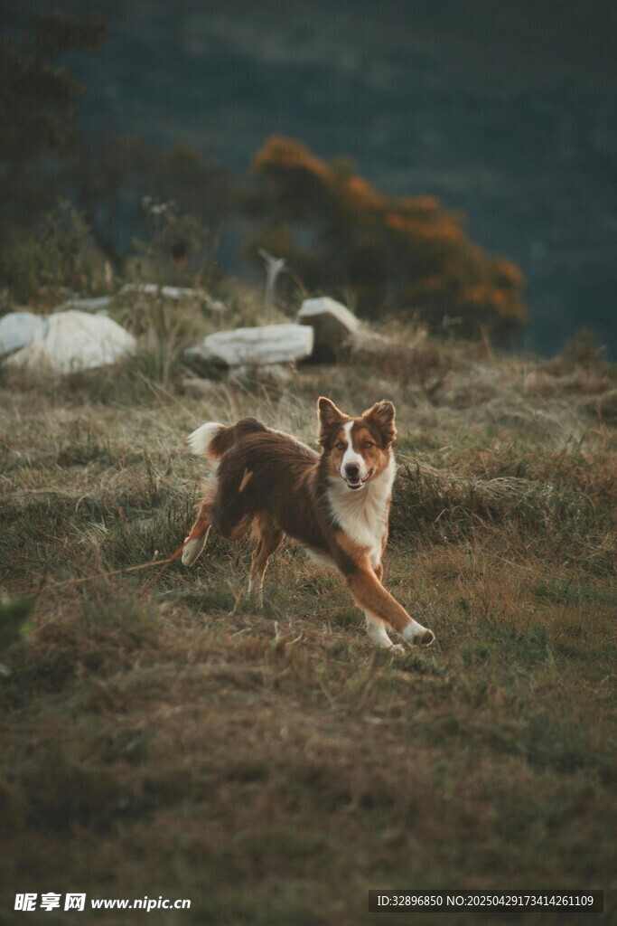 田野中奔跑的活力牧羊犬
