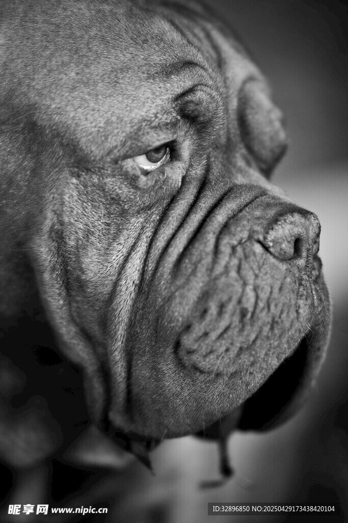 威嚴獒犬特寫