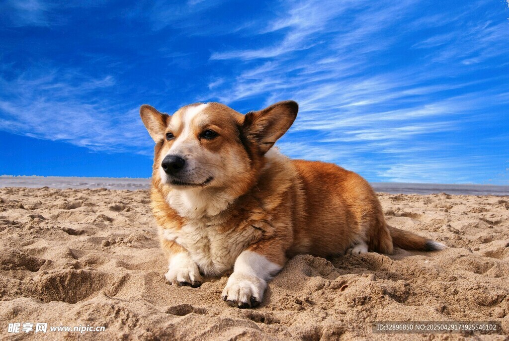 沙灘上的可愛柯基犬