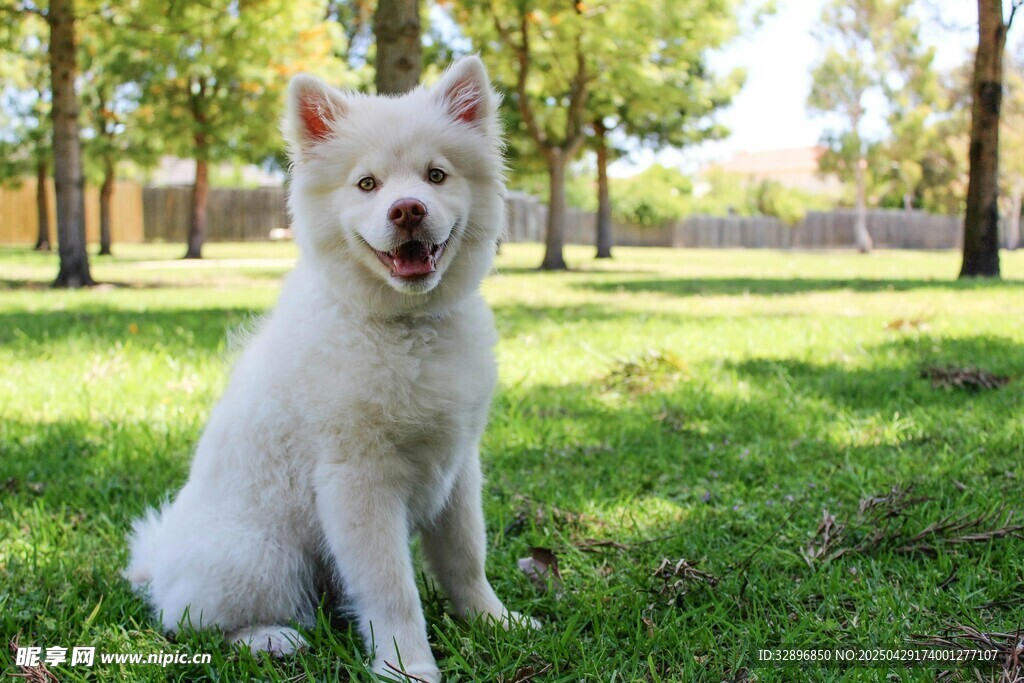草地上的可愛薩摩耶犬