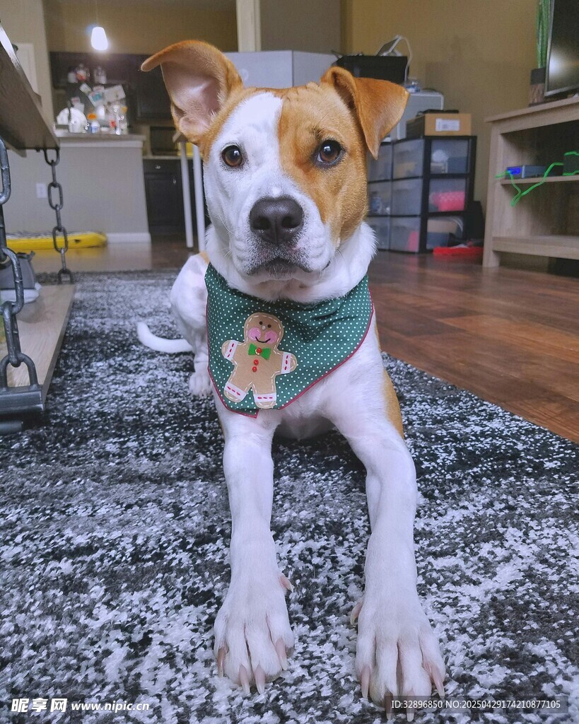 可愛萌犬戴綠圍巾趴地毯
