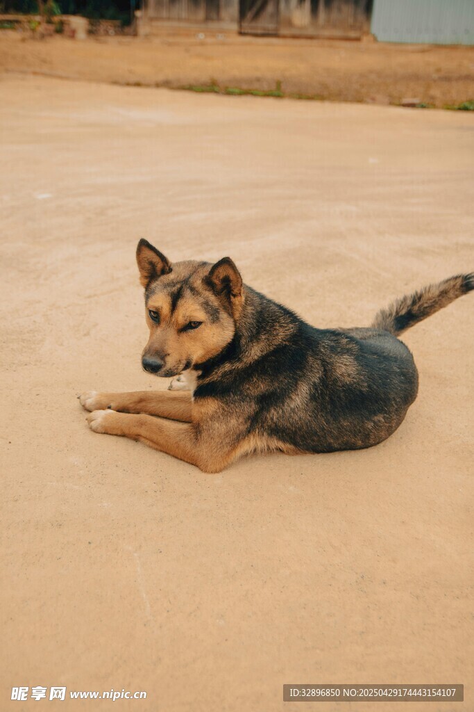 沙地上趴著的黑棕相間犬