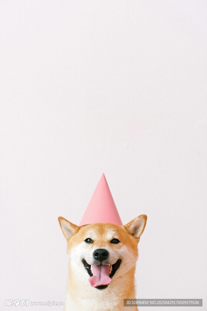 戴粉帽的開心柴犬