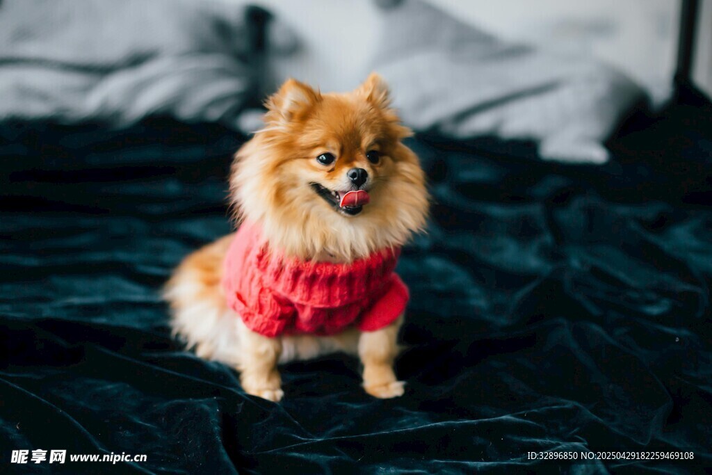 穿紅衣的可愛博美犬