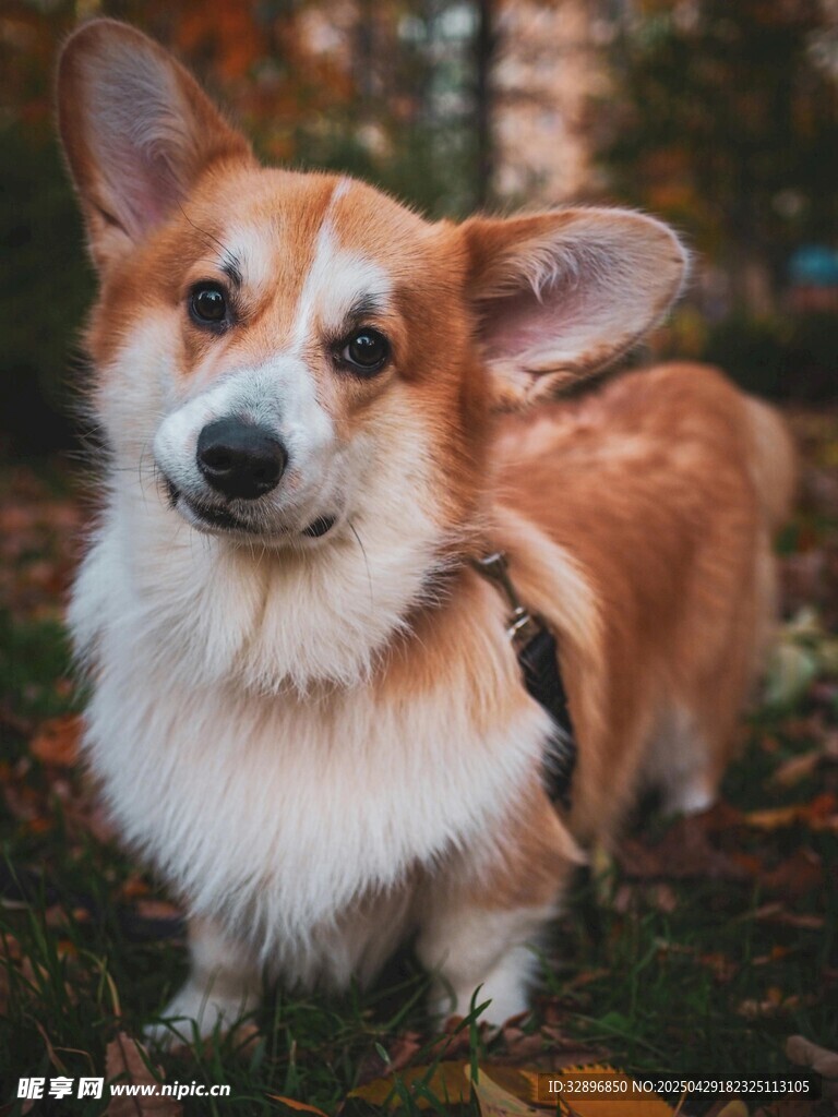 可愛柯基犬戶外萌態