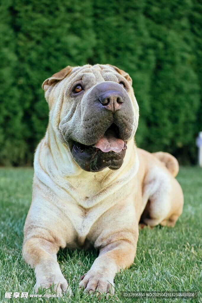 沙皮犬愜意躺于綠草地上