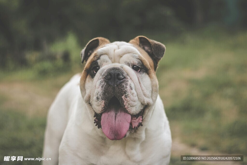 可愛英國斗牛犬戶外吐舌