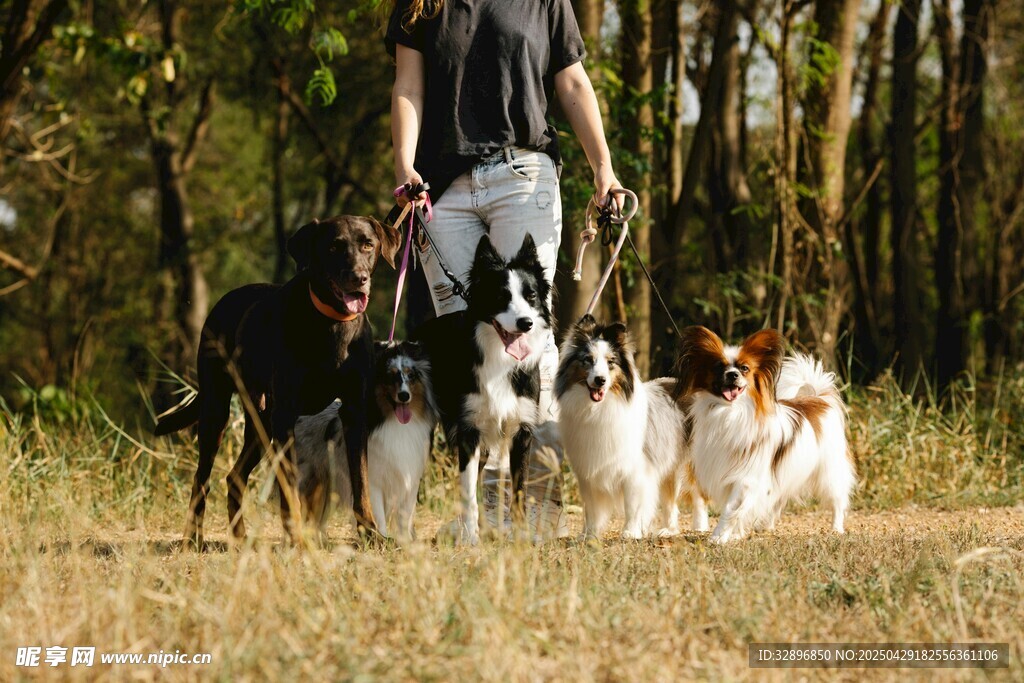 人牽多犬漫步林間草地