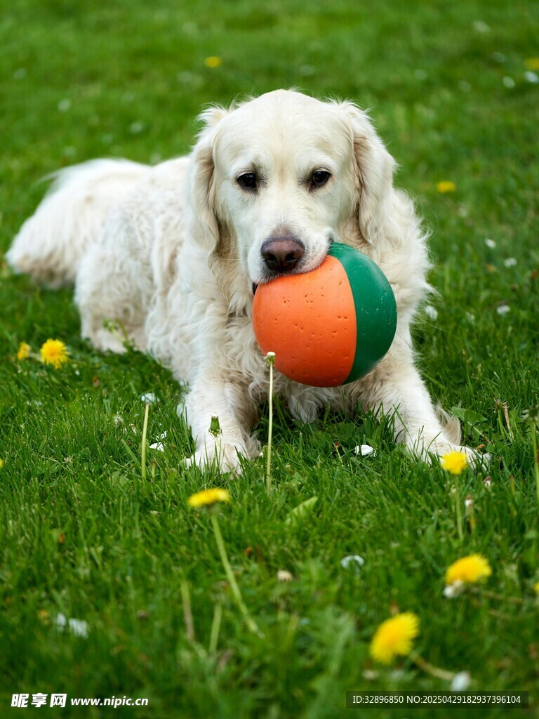 金毛犬草地玩彩球