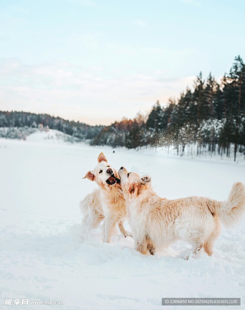 雪地中嬉戲的可愛狗狗