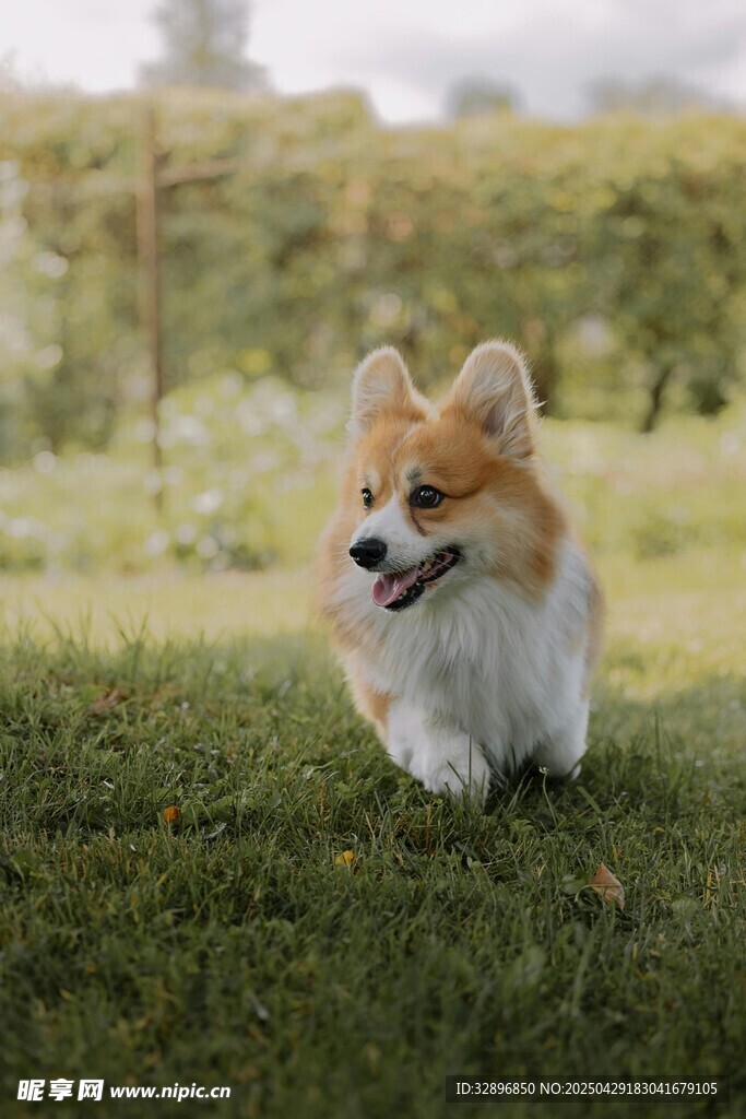 草地上歡快奔跑的柯基犬