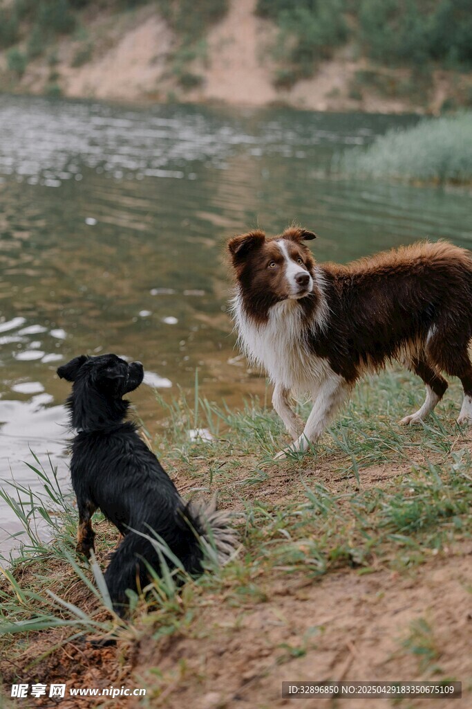 河邊兩犬嬉戲場(chǎng)景