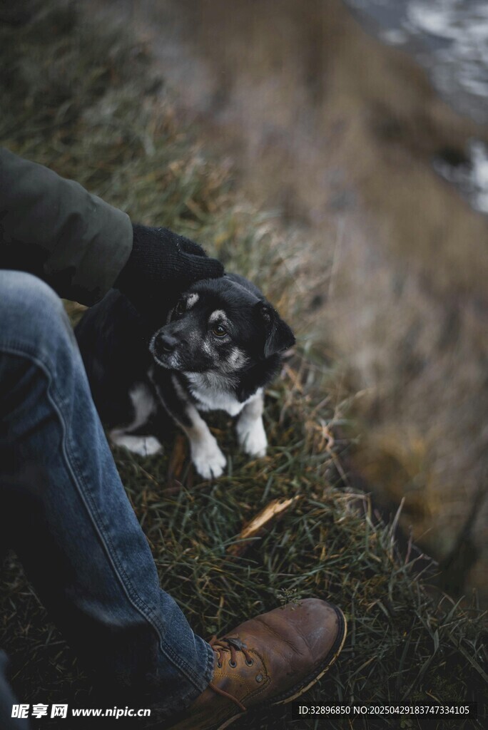 人與萌犬相伴的溫馨時(shí)刻