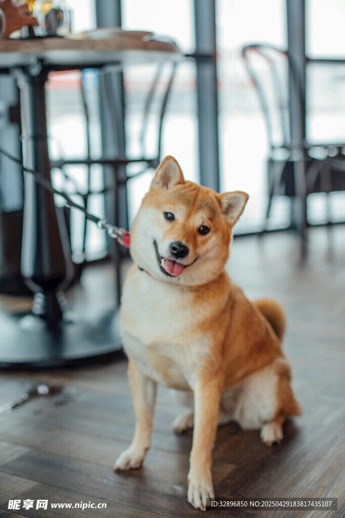 可愛柴犬端坐室內