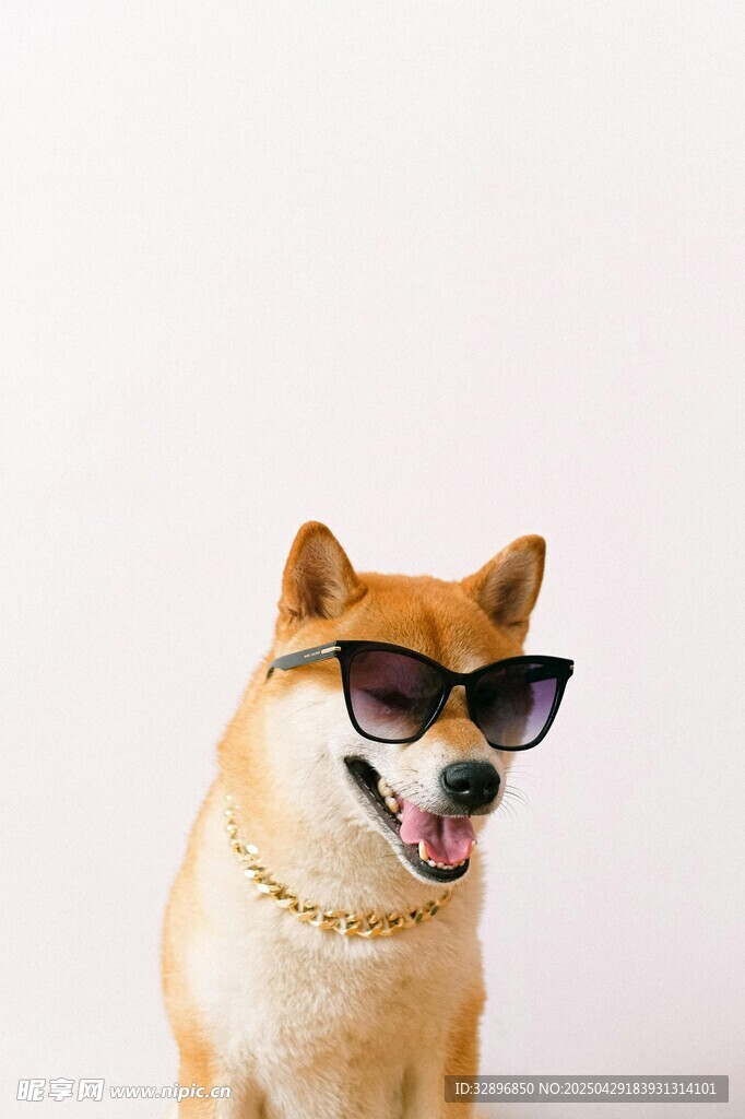 酷萌柴犬戴墨鏡超吸睛