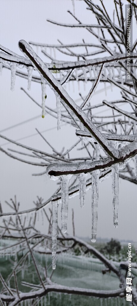 雪覆樹枝的冬日景象