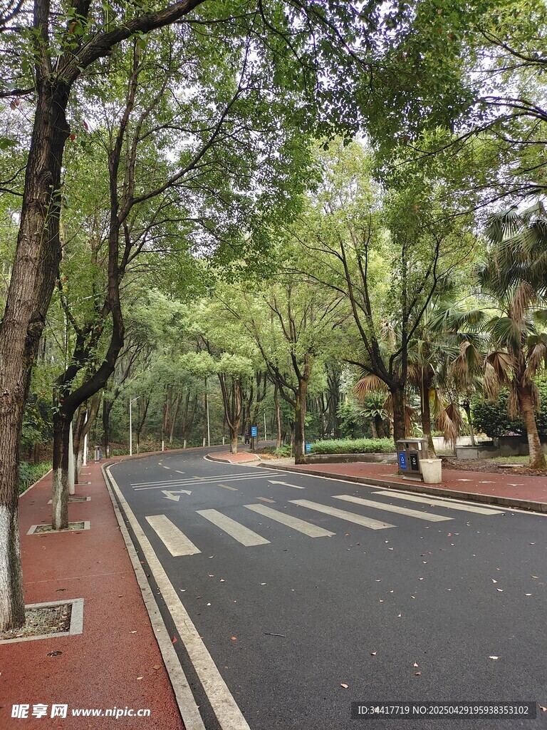 林蔭下的城市靜謐道路