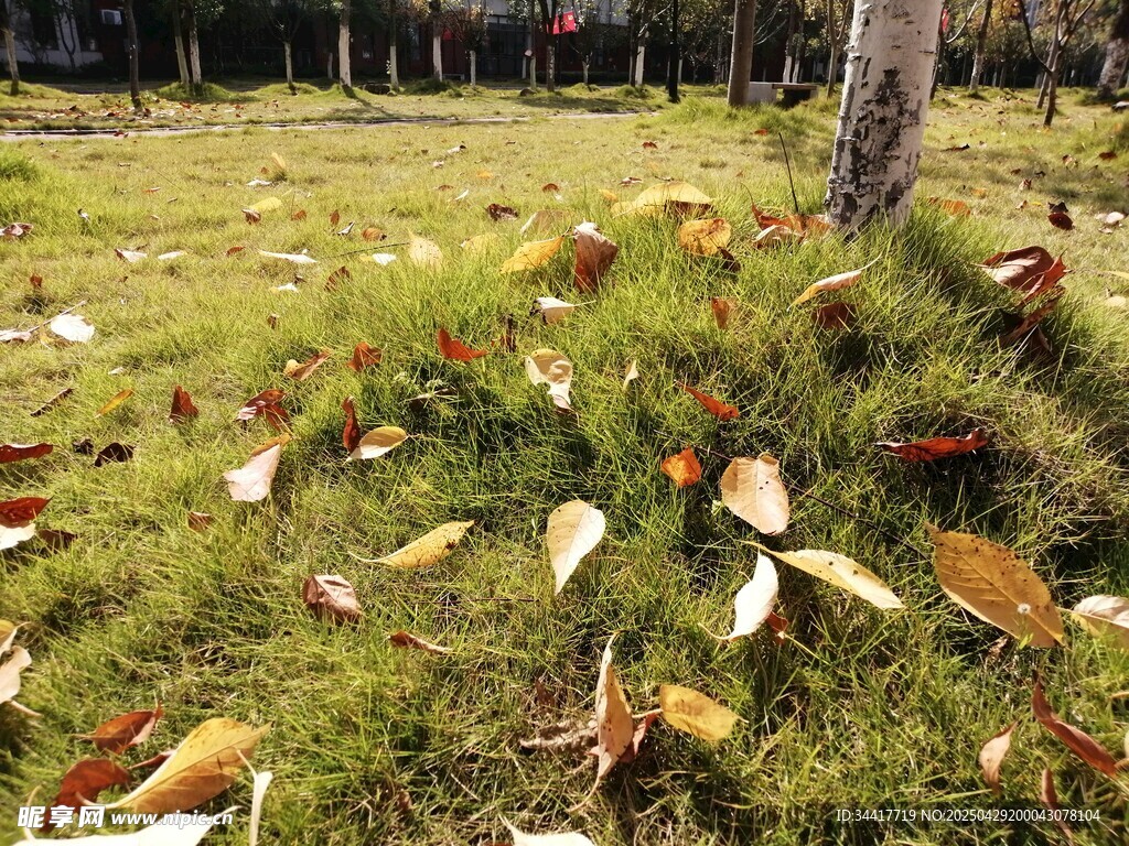 草地落葉景象