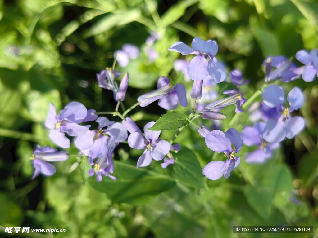 紫色小花綻放于綠葉間