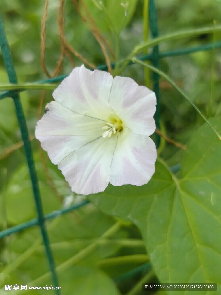 白色牽牛花綻放于綠網間