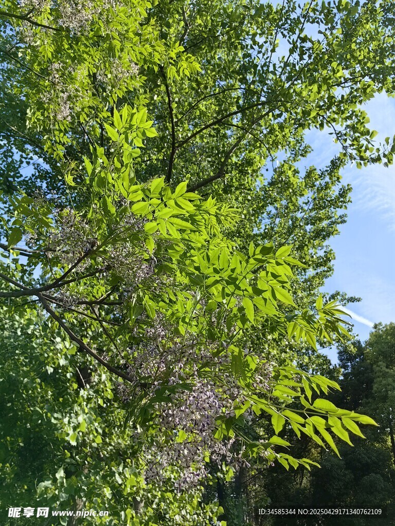 翠綠繁茂的樹木與藍天