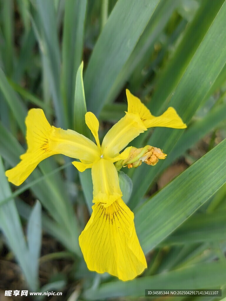 黃色鳶尾花特寫