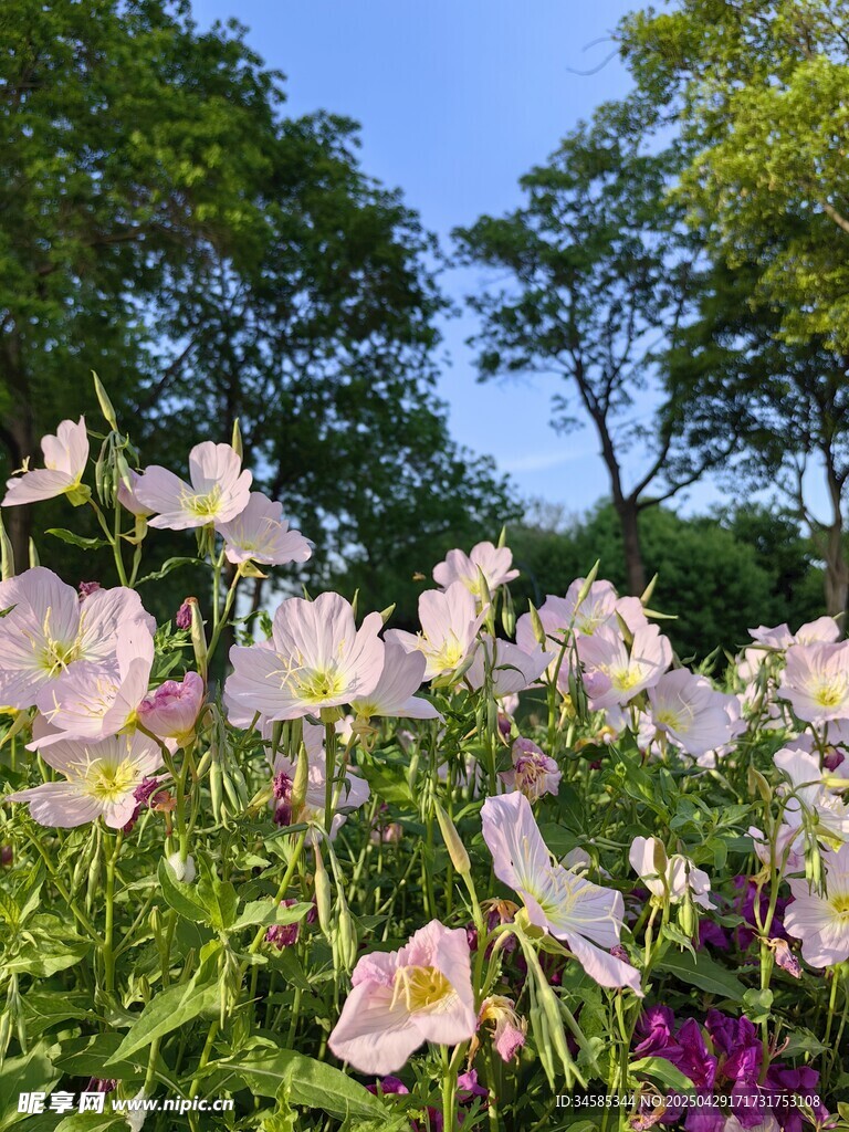 春日爛漫花叢綻放美景