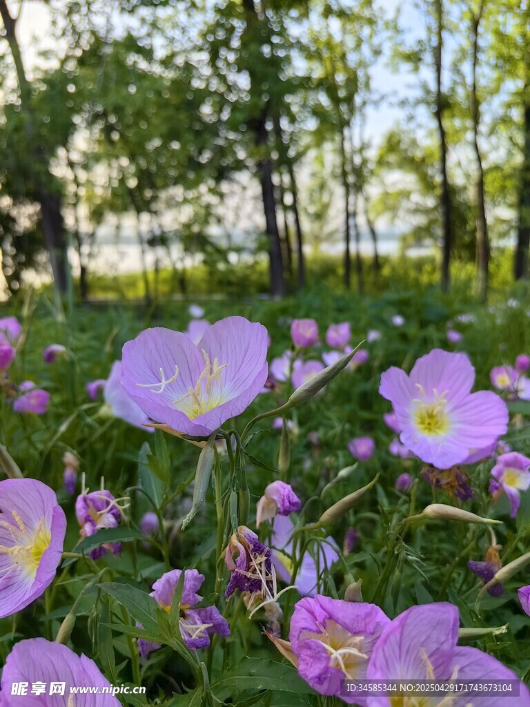 林間綻放的美麗紫色花朵